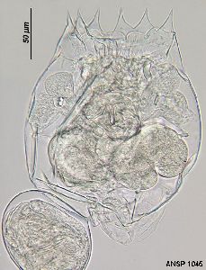  Image courtesy of ANSP (Jersabek et al. 2003) <a href='../../Reference/Index/15798' target='_blank'>[Ref.15798]</a>; female, dorsal view, with subitaneous egg